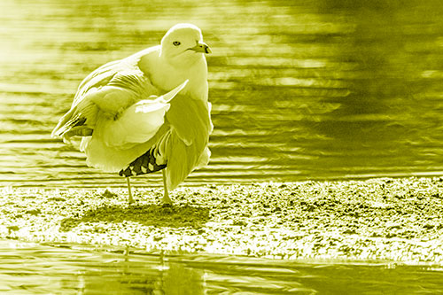 Seagull Grooming Itself Among Lake Shore (Yellow Shade)
