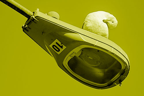 Seagull Grooming Self Atop Street Light Pole (Yellow Shade)