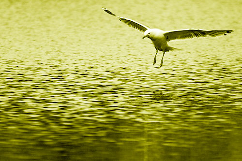 Seagull Landing On Lake Water (Yellow Shade Photo)