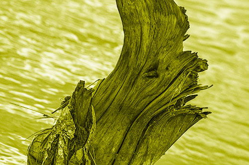 Seasick Faced Tree Log Among Flowing River (Yellow Shade Photo)