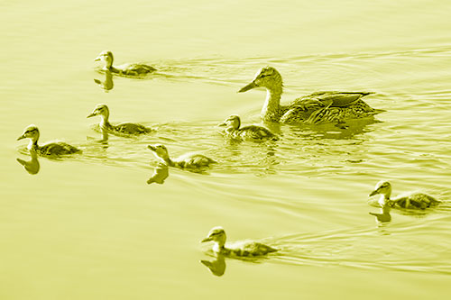 Seven Mallard Ducklings Swimming With Mother (Yellow Shade)