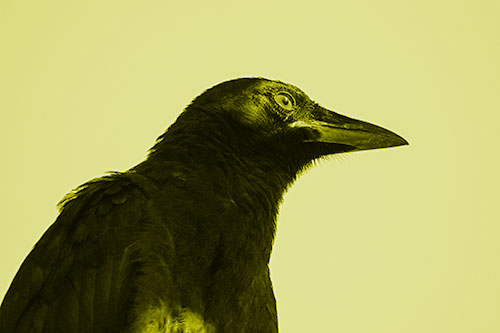 Shaded Crow Gazing Towards Sunlight (Yellow Shade Photo)