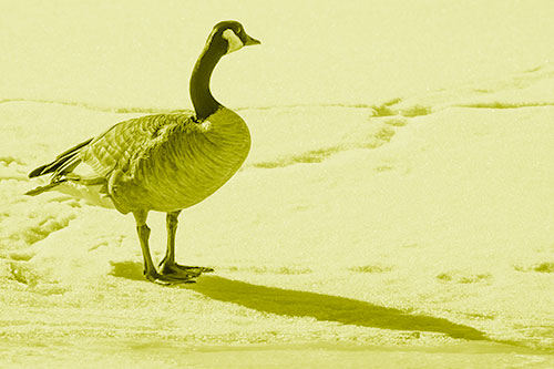 Shadow Casting Canadian Goose Standing Among Snow (Yellow Shade Photo)