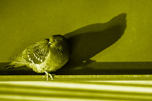 Shadow Casting Pigeon Looking Towards Light (Yellow Shade)