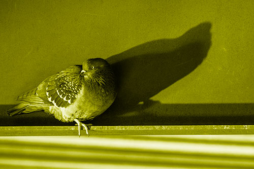 Shadow Casting Pigeon Looking Towards Light (Yellow Shade Photo)