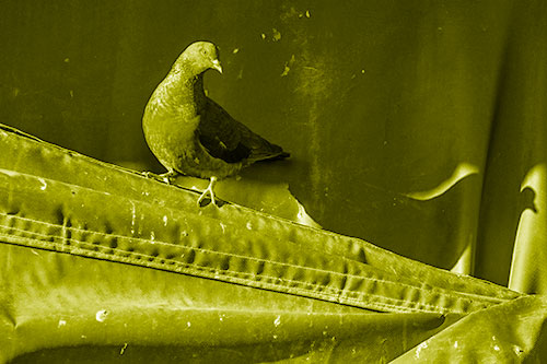 Shadow Casting Pigeon Perched Along Dirty Sloping Tarp (Yellow Shade)