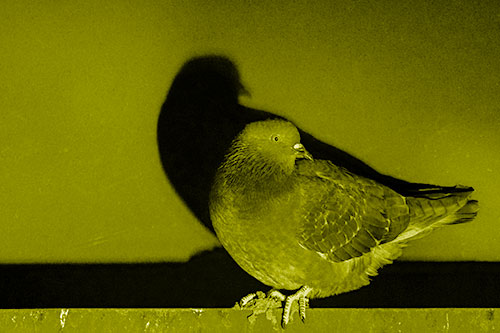 Shadow Casting Pigeon Perched Among Steel Beam (Yellow Shade)