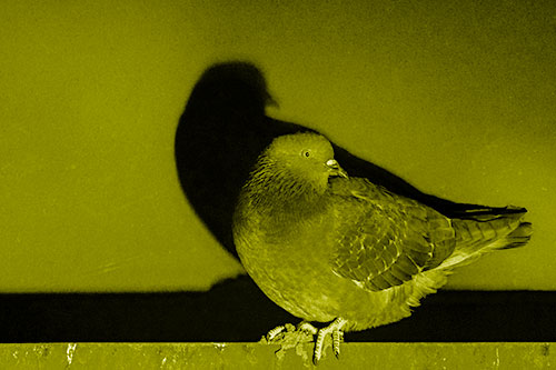 Shadow Casting Pigeon Perched Among Steel Beam (Yellow Shade Photo)