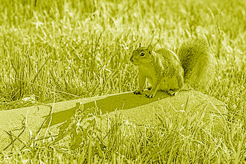 Shadow Casting Squirrel Sitting Atop Concrete Drain (Yellow Shade)