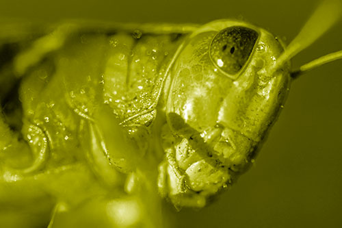 Shadow Casts Smile Across Grasshoppers Face (Yellow Shade)