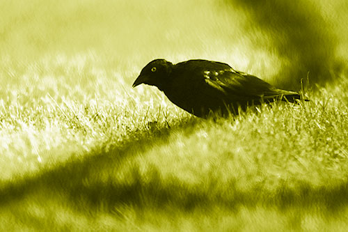 Shadow Standing Grackle Bird Leaning Forward On Grass (Yellow Shade Photo)