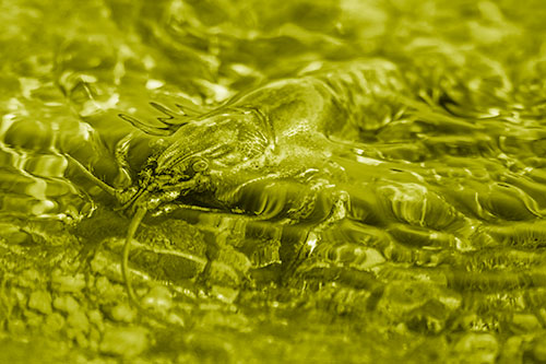 Shallow Submerged Crayfish Keeping Watch Among River (Yellow Shade Photo)