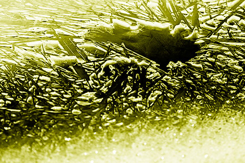 Shattered Ice Crystals Surround Water Hole (Yellow Shade Photo)