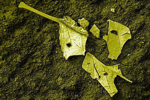 Shattered Leaf Face Separating Atop Pavement (Yellow Shade)