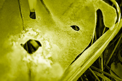Shocked Peeling Grass Eyed Ice Face (Yellow Shade Photo)