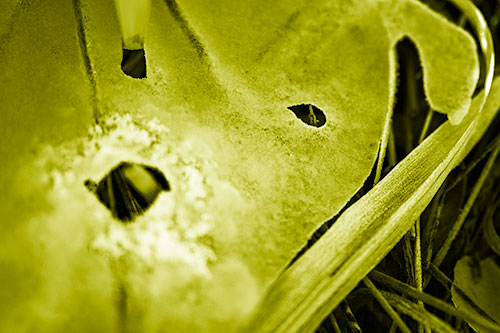 Shocked Peeling Grass Eyed Ice Face (Yellow Shade)
