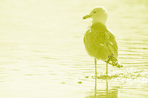 Shore Standing Seagull Watches Across Lake (Yellow Shade)