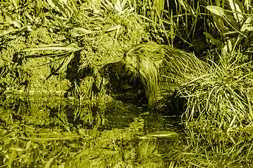 Shy Muskrat Sits Among Shallow Stream (Yellow Shade)
