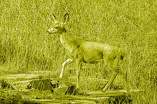 Side Glancing Mule Deer Walking Up Stepping Stones (Yellow Shade)