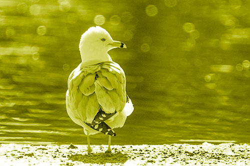 Sideways Glancing Seagull Observing Lake Surroundings (Yellow Shade)