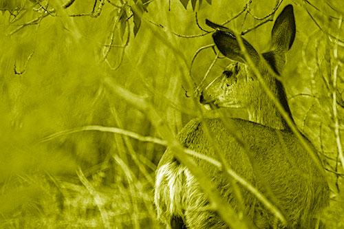 Sideways Glancing White Tailed Deer Beyond Tree Branches (Yellow Shade Photo)