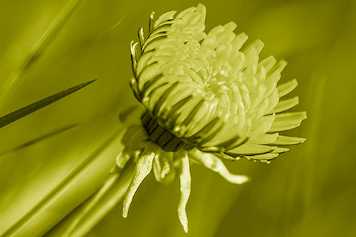 Sideways Taraxacum Flower Blooming Towards Light (Yellow Shade Photo)