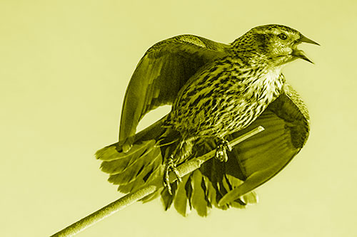 Singing Female Red Winged Blackbird Gripping Broken Cattail (Yellow Shade)