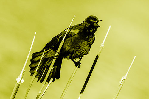 Singing Red Winged Blackbird Gripping Ahold Between Leaning Cattail Branches (Yellow Shade)