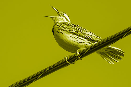 Singing Western Meadowlark Perched Atop Powerline Wire (Yellow Shade Photo)