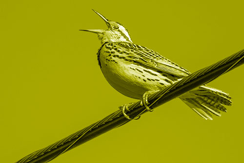 Singing Western Meadowlark Perched Atop Powerline Wire (Yellow Shade)