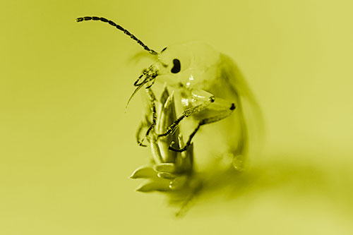 Sitting Blister Beetle Riding Plant Top (Yellow Shade)