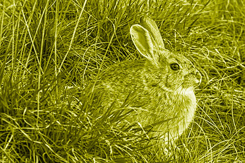 Sitting Bunny Rabbit Enjoying Sunrise Among Grass (Yellow Shade Photo)