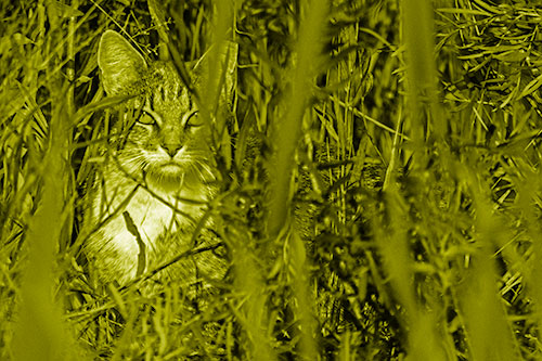 Sitting Cat Gazes Through Reed Grass (Yellow Shade)