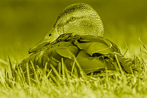 Sitting Mallard Duck Resting Among Grass (Yellow Shade Photo)