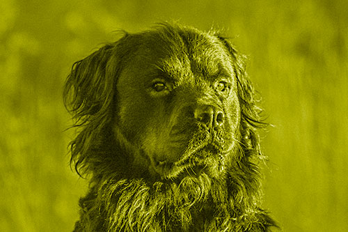 Sitting Rottweiler Dog Poses Among Sunrise (Yellow Shade)