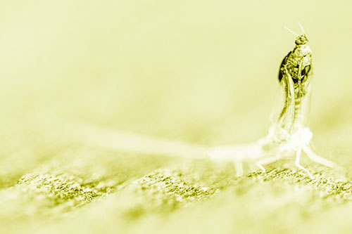 Skin Shedding Mayfly Rises Upwards (Yellow Shade)