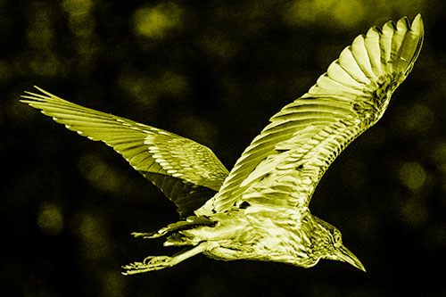 Skittish Black Crowned Night Heron Flying Towards Seclusion (Yellow Shade)