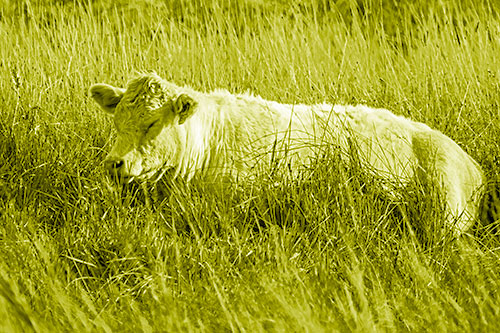 Sleeping Cow Resting Among Grass (Yellow Shade)