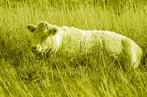 Sleeping Cow Resting Among Grass (Yellow Shade Photo)