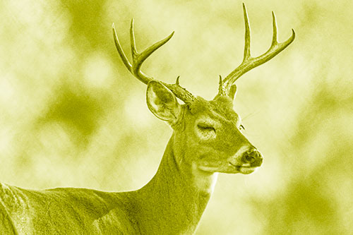 Sleepy White Tailed Deer Dreaming Among Trees (Yellow Shade)