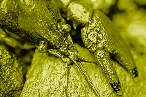 Slimy Crayfish Rests Claw Beside Head (Yellow Shade Photo)