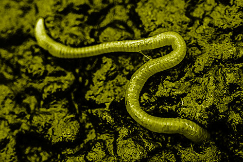 Slimy Earthworm Stuck Between Damp Pavement Crevice (Yellow Shade)