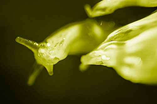 Slimy Marsh Slug Peeking Around Flower Petal (Yellow Shade Photo)