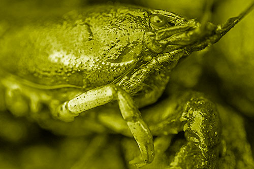 Slimy Wet Bulging Eyed Crayfish (Yellow Shade Photo)