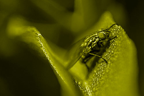 Sloping Cluster Fly Hangs Onto Leaf Petal (Yellow Shade)