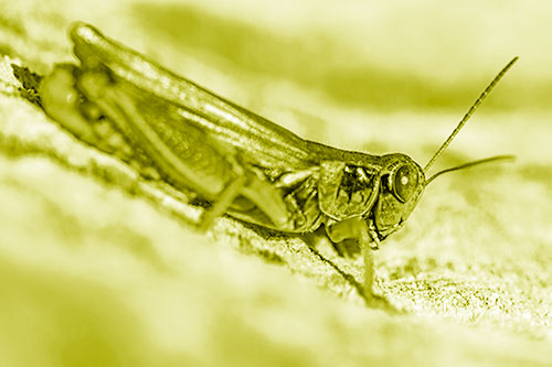 Sloping Grasshopper Enjoying Sunshine Among Tree Stump (Yellow Shade Photo)