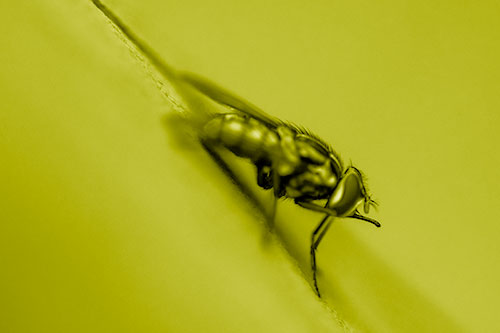 Sloping Perched Cluster Fly Cleaning Itself (Yellow Shade)