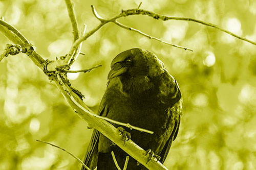 Sloping Perched Crow Glancing Downward Atop Tree Branch (Yellow Shade Photo)