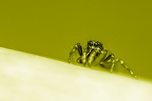 Sloping Perched Jumping Spider Watches Closely (Yellow Shade)