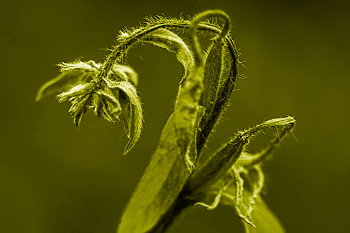 Slouching Hairy Stemmed Weed Plant (Yellow Shade Photo)